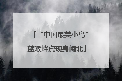 “中国最美小鸟”蓝喉蜂虎现身闽北