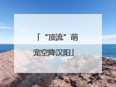 “顶流”萌宠空降汉阳