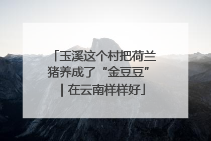 玉溪这个村把荷兰猪养成了“金豆豆”｜在云南样样好