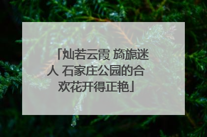 灿若云霞 旖旎迷人 石家庄公园的合欢花开得正艳