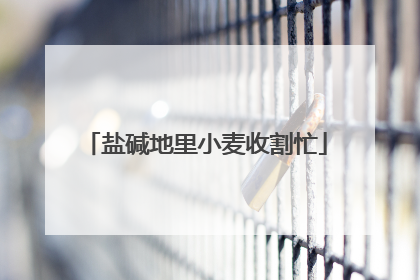 盐碱地里小麦收割忙