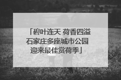 碧叶连天 荷香四溢 石家庄多座城市公园迎来最佳赏荷季