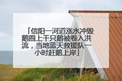 信阳一河道涨水冲毁鹅圈上千只鹅被卷入洪流，当地蓝天救援队一小时赶鹅上岸
