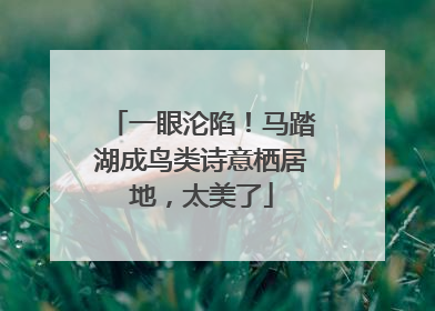 一眼沦陷！马踏湖成鸟类诗意栖居地，太美了