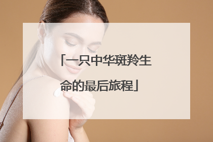 一只中华斑羚生命的最后旅程
