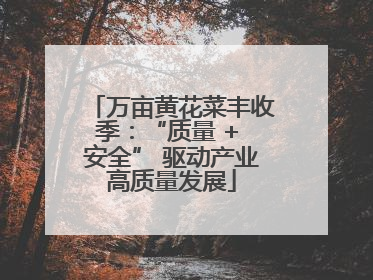 万亩黄花菜丰收季：“质量 + 安全” 驱动产业高质量发展