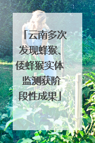 云南多次发现蜂猴、倭蜂猴实体 监测获阶段性成果