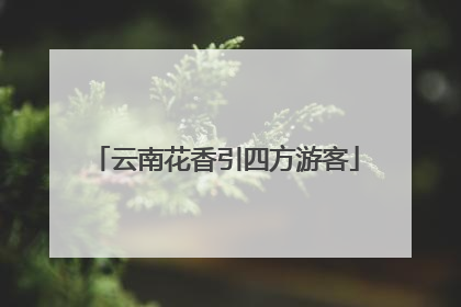 云南花香引四方游客