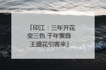 印江：三年开花变三色 千年紫薇王盛花引客来