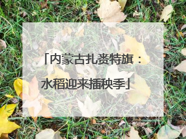 内蒙古扎赉特旗：水稻迎来插秧季