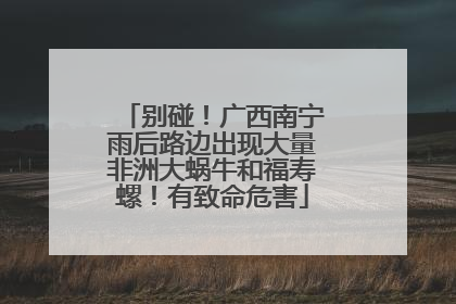 别碰！广西南宁雨后路边出现大量非洲大蜗牛和福寿螺！有致命危害