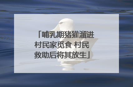 哺乳期猪獾溜进村民家觅食 村民救助后将其放生