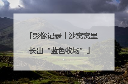 影像记录丨沙窝窝里长出“蓝色牧场”