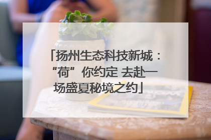 扬州生态科技新城：“荷”你约定 去赴一场盛夏秘境之约