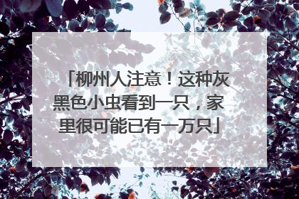 柳州人注意！这种灰黑色小虫看到一只，家里很可能已有一万只