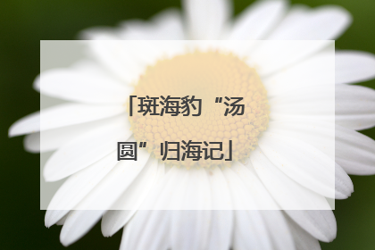斑海豹“汤圆”归海记