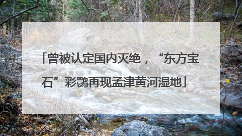 曾被认定国内灭绝，“东方宝石”彩鹮再现孟津黄河湿地