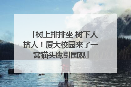 树上排排坐 树下人挤人！厦大校园来了一窝猫头鹰引围观