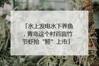 水上发电水下养鱼，青岛这个村百亩竹节虾抢“鲜”上市
