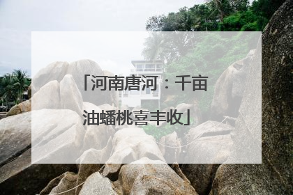 河南唐河：千亩油蟠桃喜丰收