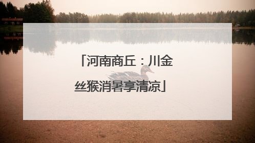 河南商丘：川金丝猴消暑享清凉
