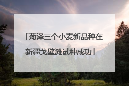 菏泽三个小麦新品种在新疆戈壁滩试种成功