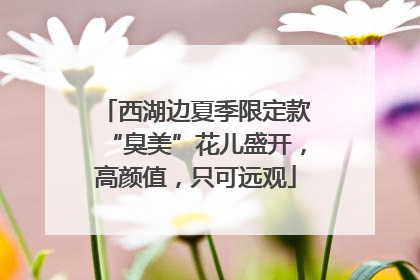 西湖边夏季限定款“臭美”花儿盛开，高颜值，只可远观