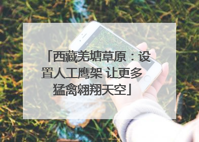 西藏羌塘草原：设置人工鹰架 让更多猛禽翱翔天空