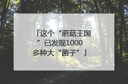 这个“蘑菇王国”已发现1000多种大“菌子”