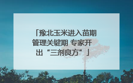 豫北玉米进入苗期管理关键期 专家开出“三剂良方”