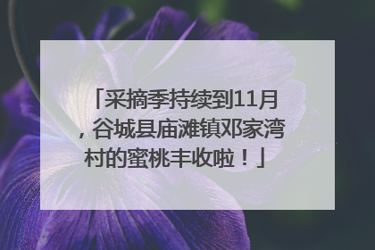 采摘季持续到11月，谷城县庙滩镇邓家湾村的蜜桃丰收啦！