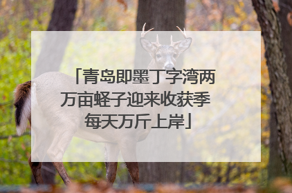 青岛即墨丁字湾两万亩蛏子迎来收获季 每天万斤上岸