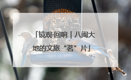 镜观·回响｜八闽大地的文旅“茗”片