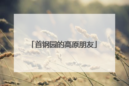 首钢园的高原朋友