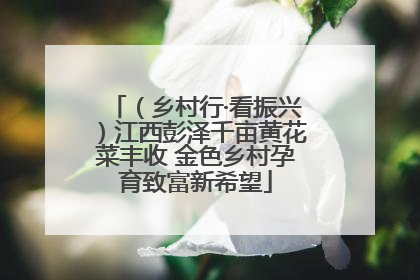 （乡村行·看振兴）江西彭泽千亩黄花菜丰收 金色乡村孕育致富新希望