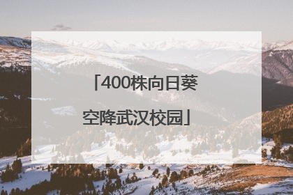 400株向日葵空降武汉校园