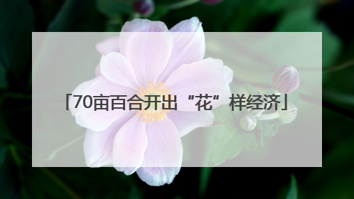 70亩百合开出“花”样经济